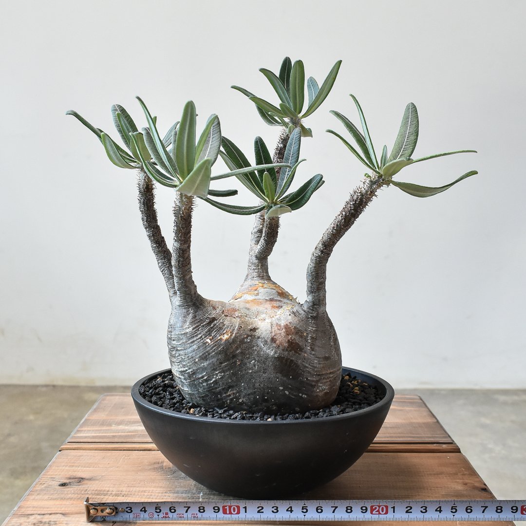 パキポディウム グラキリス 【現地球/発根済み】 A HK0014(T) | RAFLUM