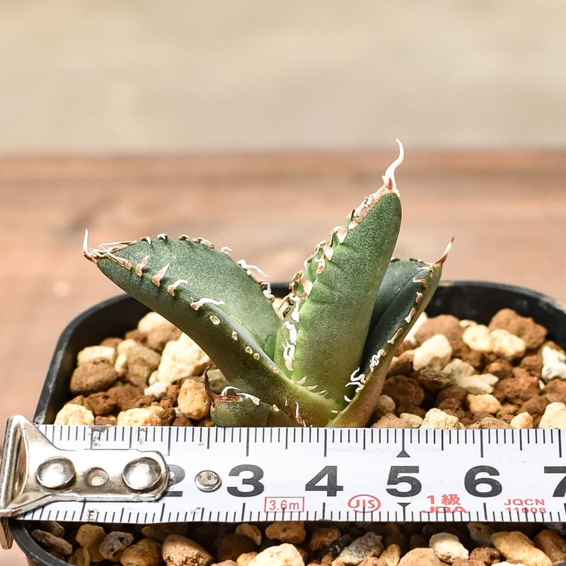 RAFLUMコレクション子株】アガベ チタノタ 