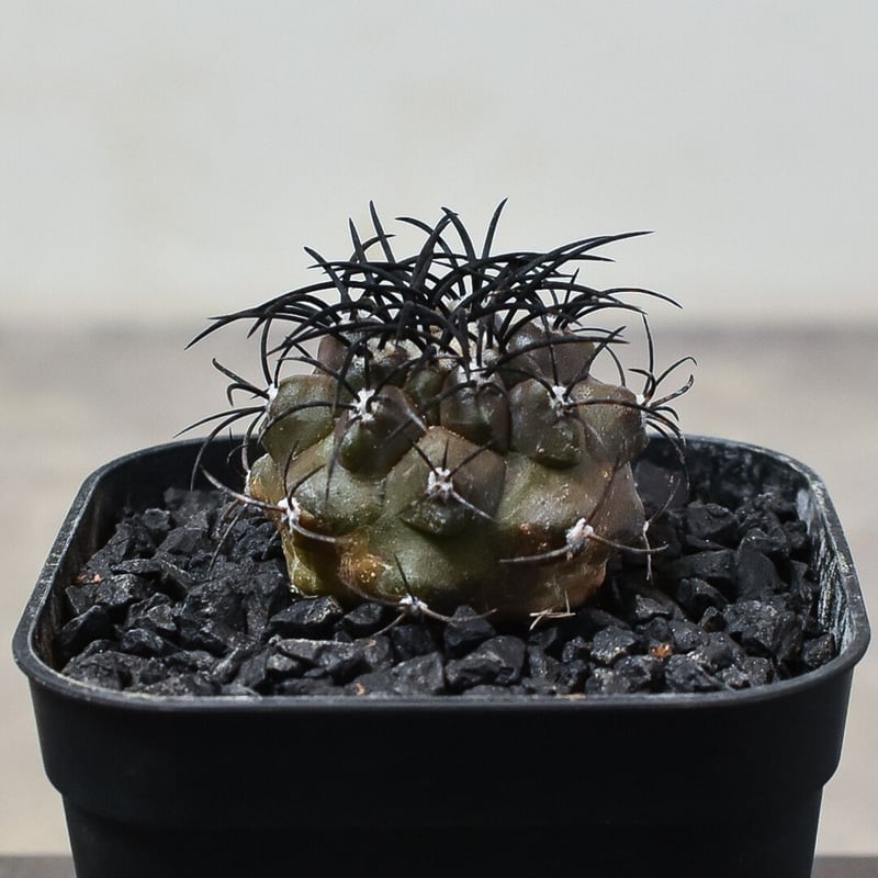 コピアポア グリセオビオラセア 