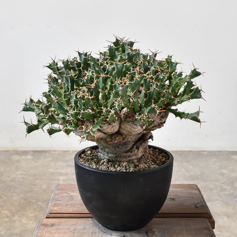 ユーフォルビア クラビゲラ 