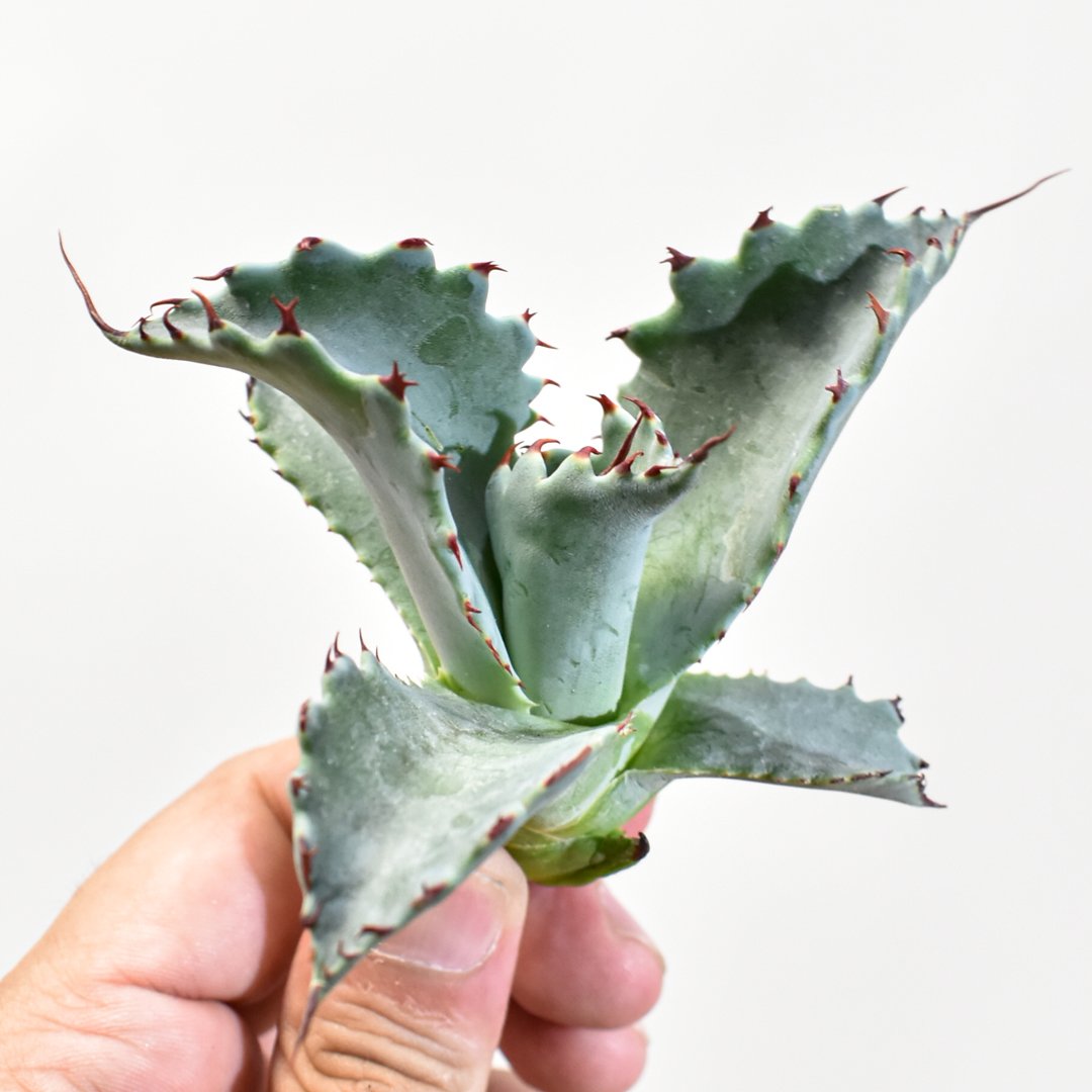 fit=scale-down,w=1200