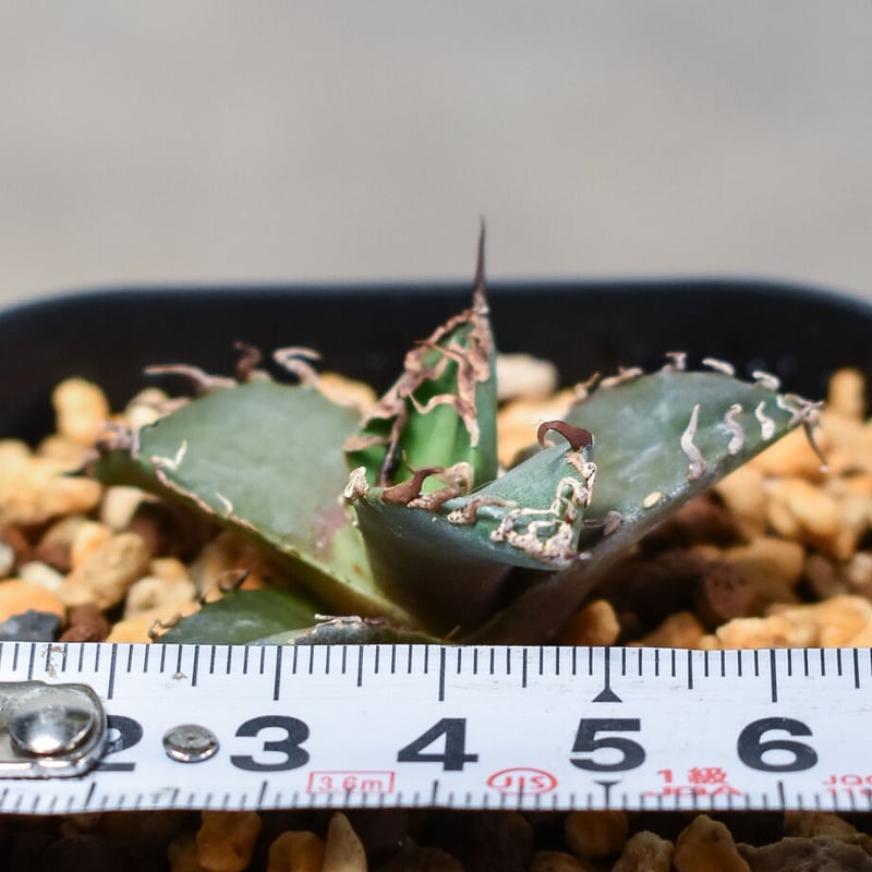 アガベ チタノタ 