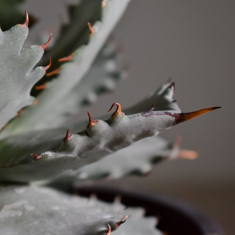 アガベ ハイブリッド チタノタ X マルガリータ （発根済）【イチ押し