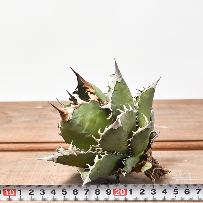 国内実生最高峰】アガベ オテロイ【OSPセレクト株 / 抜き苗 / 実生】22