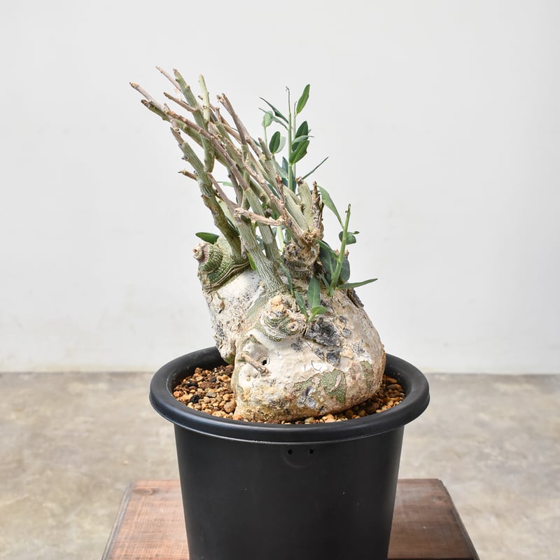 アデニア ペチュエリー 現地球 発根済 塊根植物 コーデックス アデニア