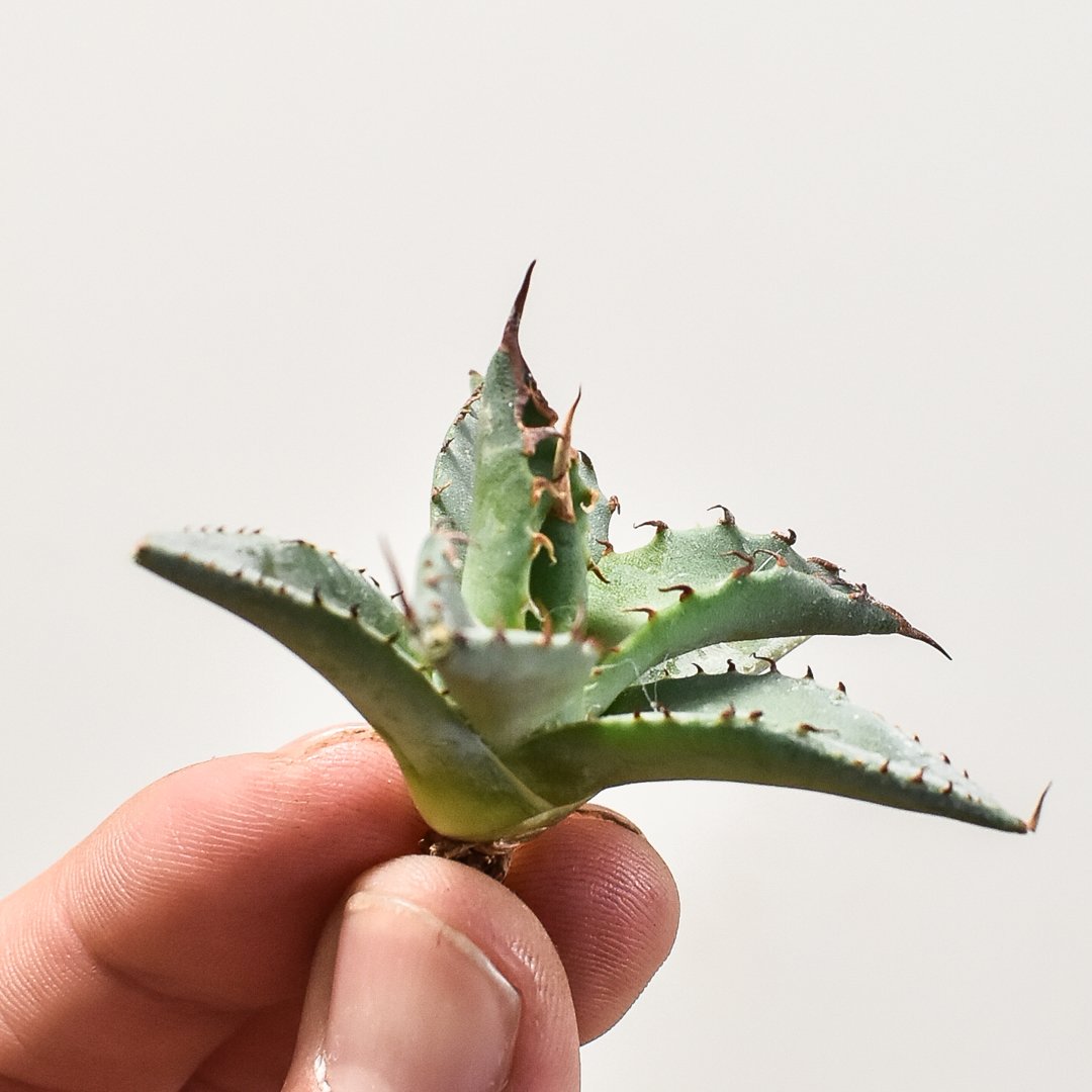 ユタエンシス エボリスピナ×ブラックアンドブルー【カリフォルニア産