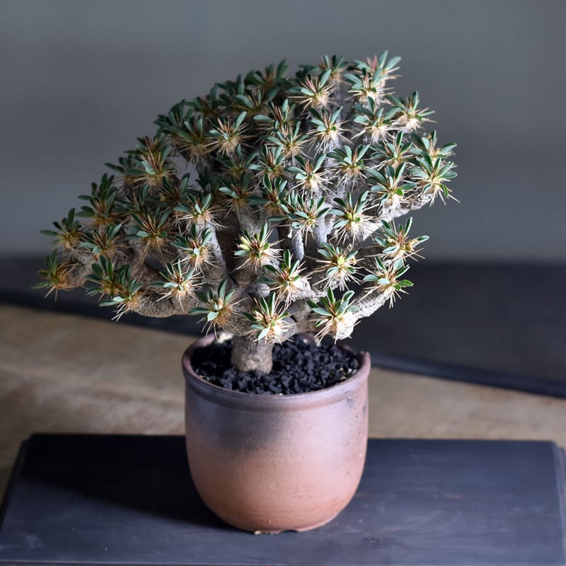 ユーフォルビア・ギラウミニアナ (現地球) RF22324 | RAFLUM / ラフラム