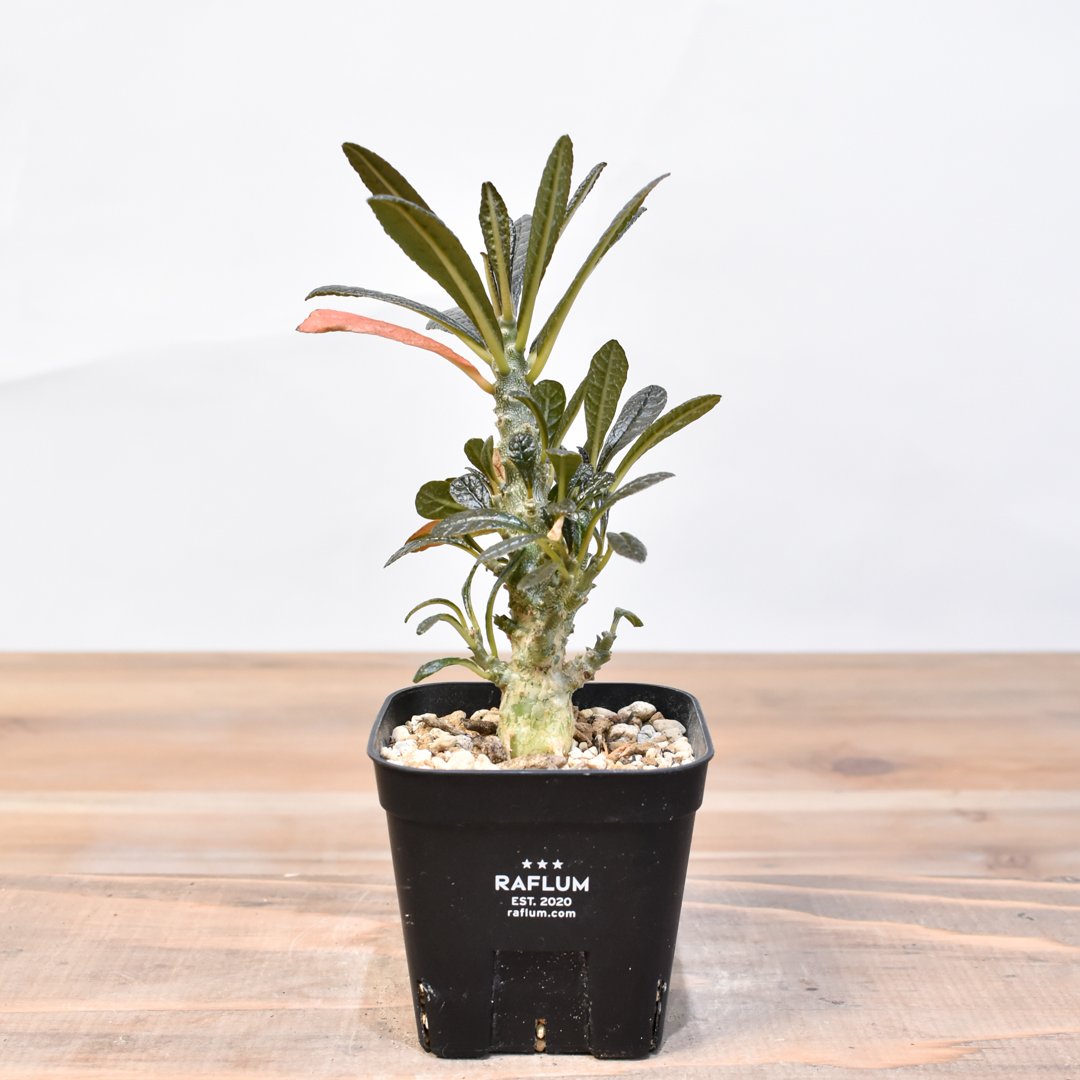 ドルステニア ギガス【実生】B | RAFLUM / ラフラム｜東京、大阪の塊根