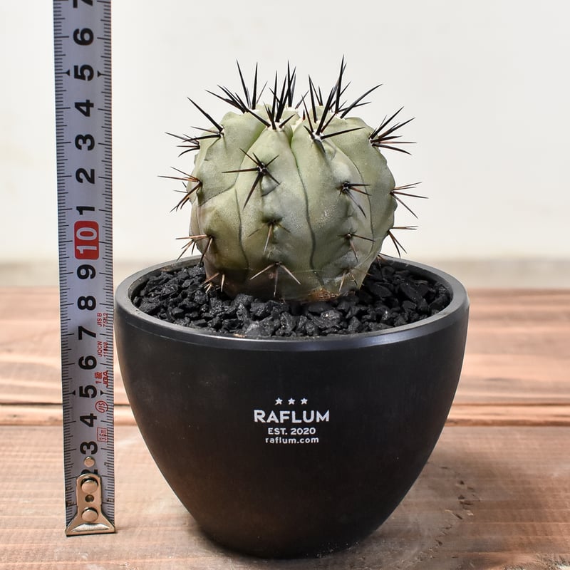 コピアポア シネレア 