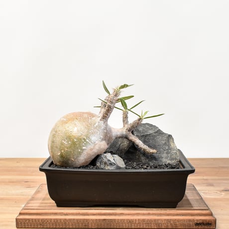 CATEGORY グラキリス | RAFLUM / ラフラム｜東京、大阪の塊根植物