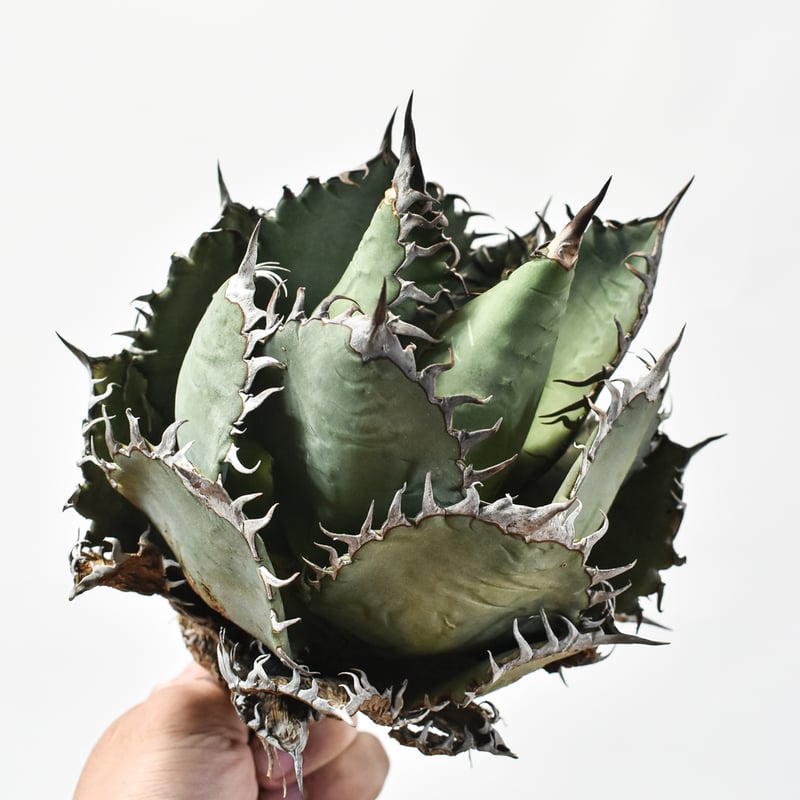 国内実生最高峰】アガベ オテロイ 