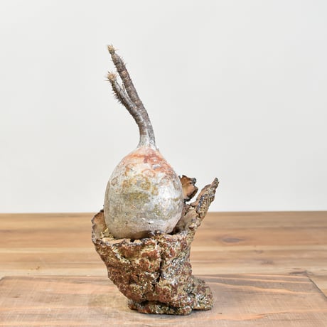 CATEGORY グラキリス | RAFLUM / ラフラム｜東京、大阪の塊根植物