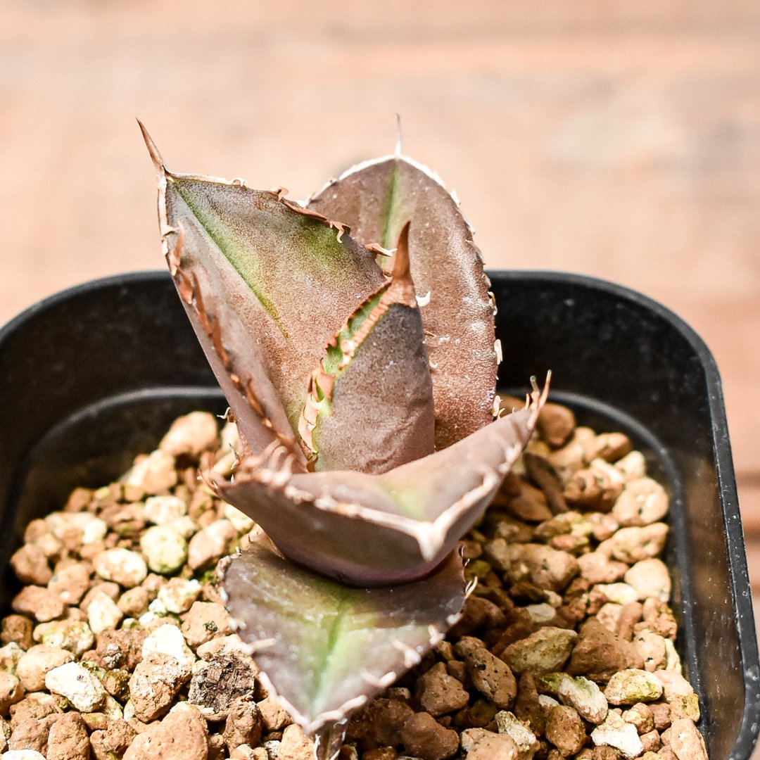 アガベ チタノタ 