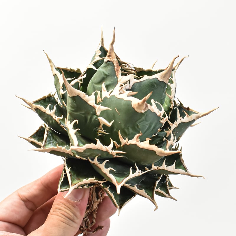 5CLAW】アガベ チタノタ 