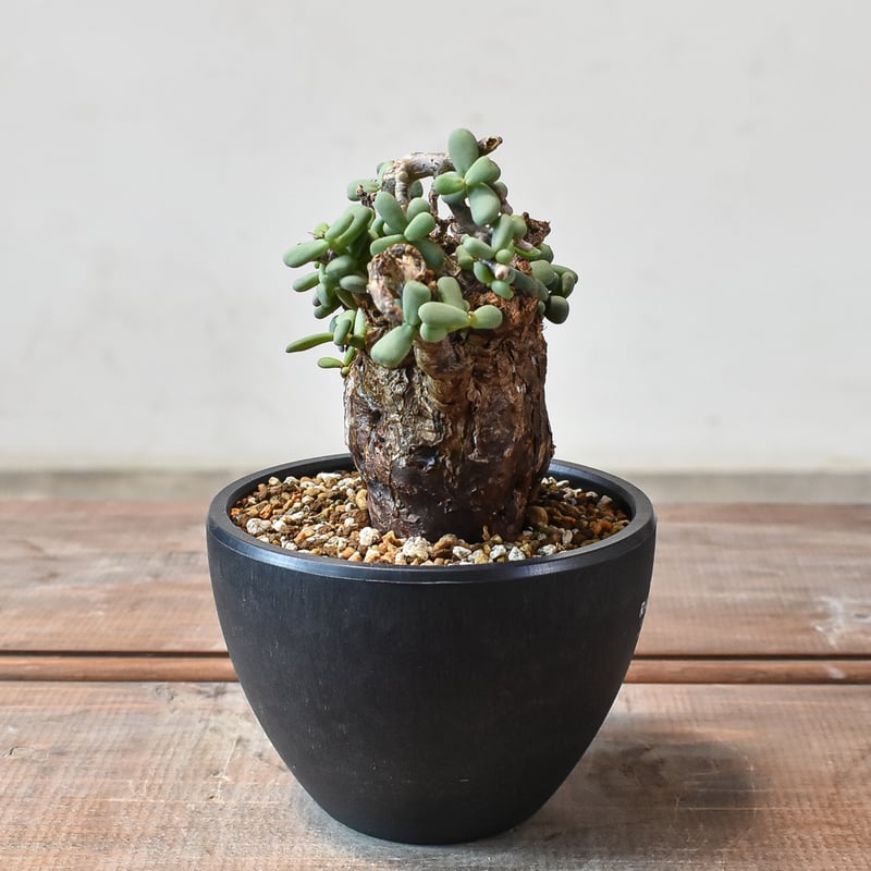 ケラリア ピグマエア 【発根済】R | RAFLUM / ラフラム｜東京、大阪の