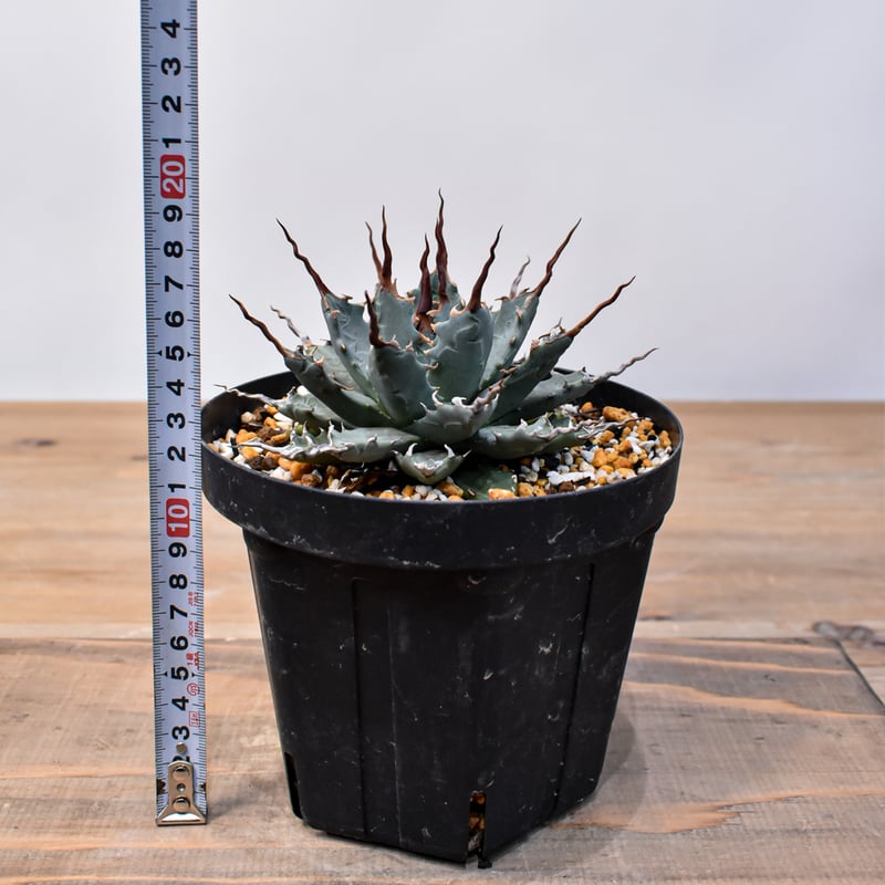 アガベ Dennis hybrid 妖炎X甲妖 /エボリスピナ×（イシスメンシス