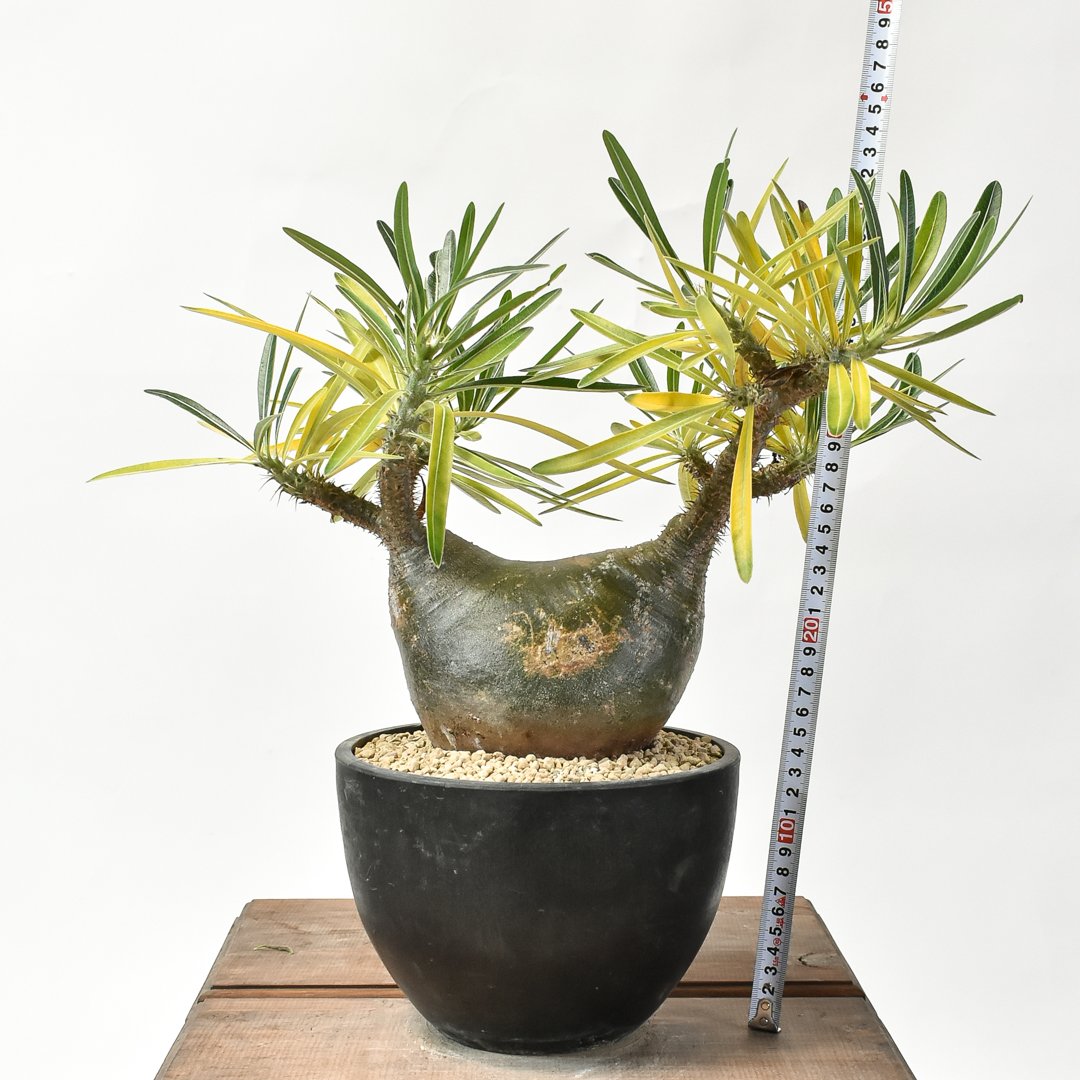 パキポディウム グラキリス 