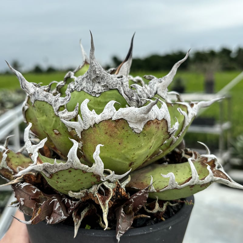 RAFLUM特選】アガベ チタノタ シーザー 