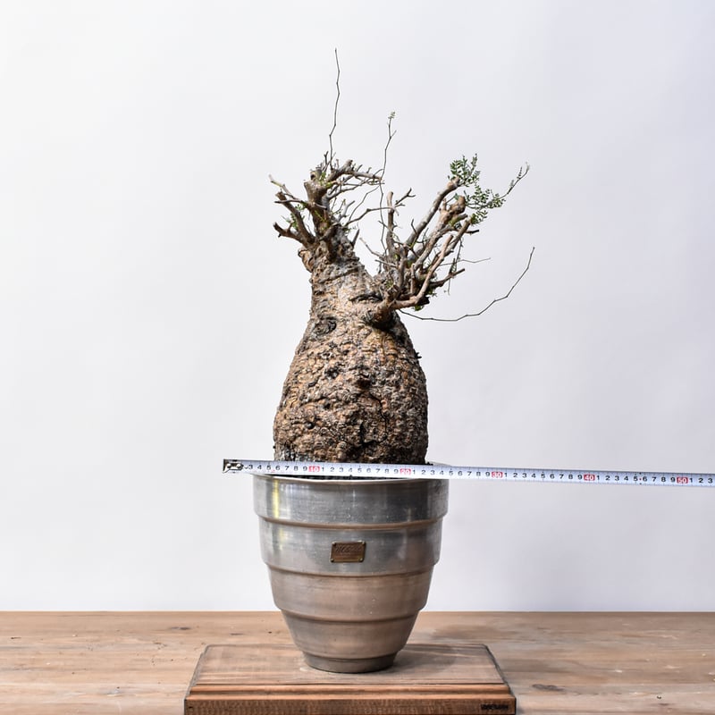 コレクション株】 大株 実生 オペルクリカリア パキプス 雄株 毎年開花