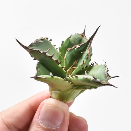 CATEGORY チタノタ 白妖 | RAFLUM / ラフラム｜東京、大阪の塊根植物