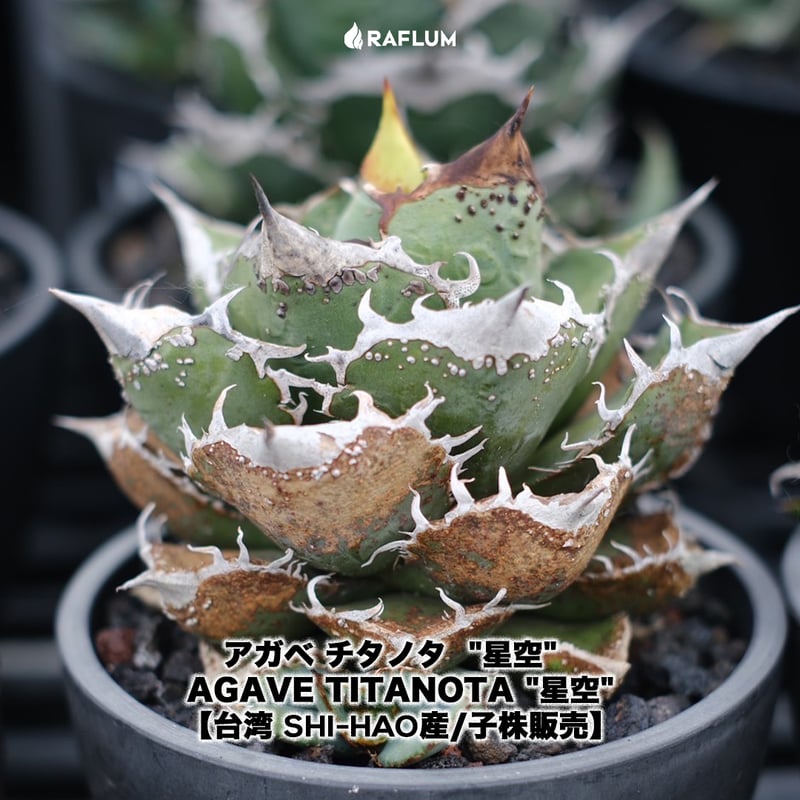 アガベ チタノタ Shi-hao 