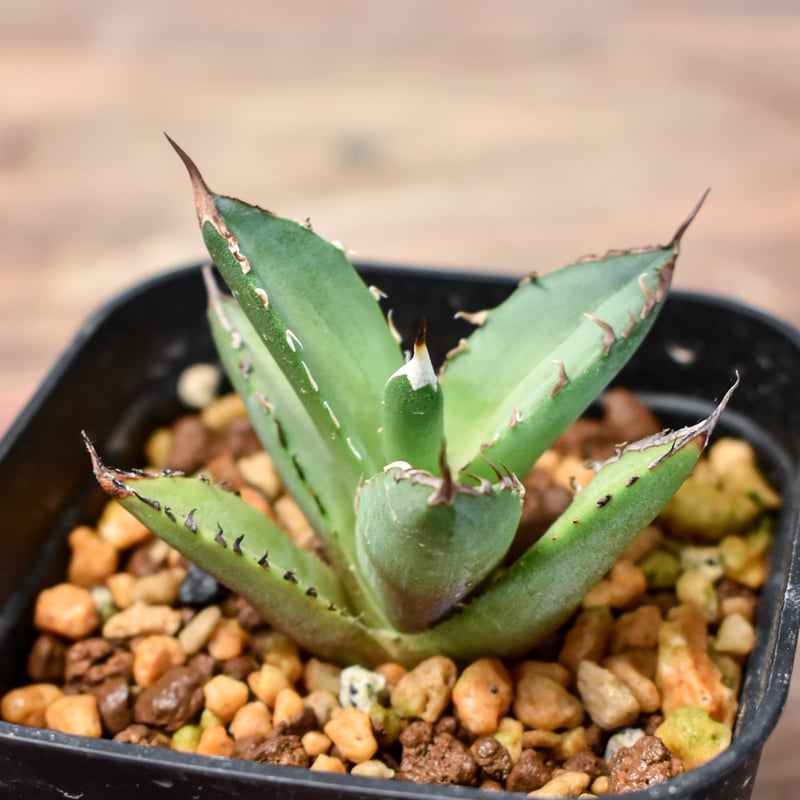 アガベ チタノタ DENNIS040 デニス040 