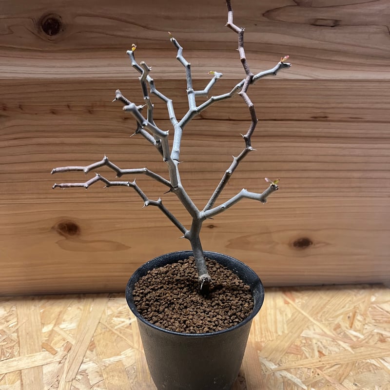 デカリア マダガスカリエンシス ジグザグの木 | GREEN LUCK