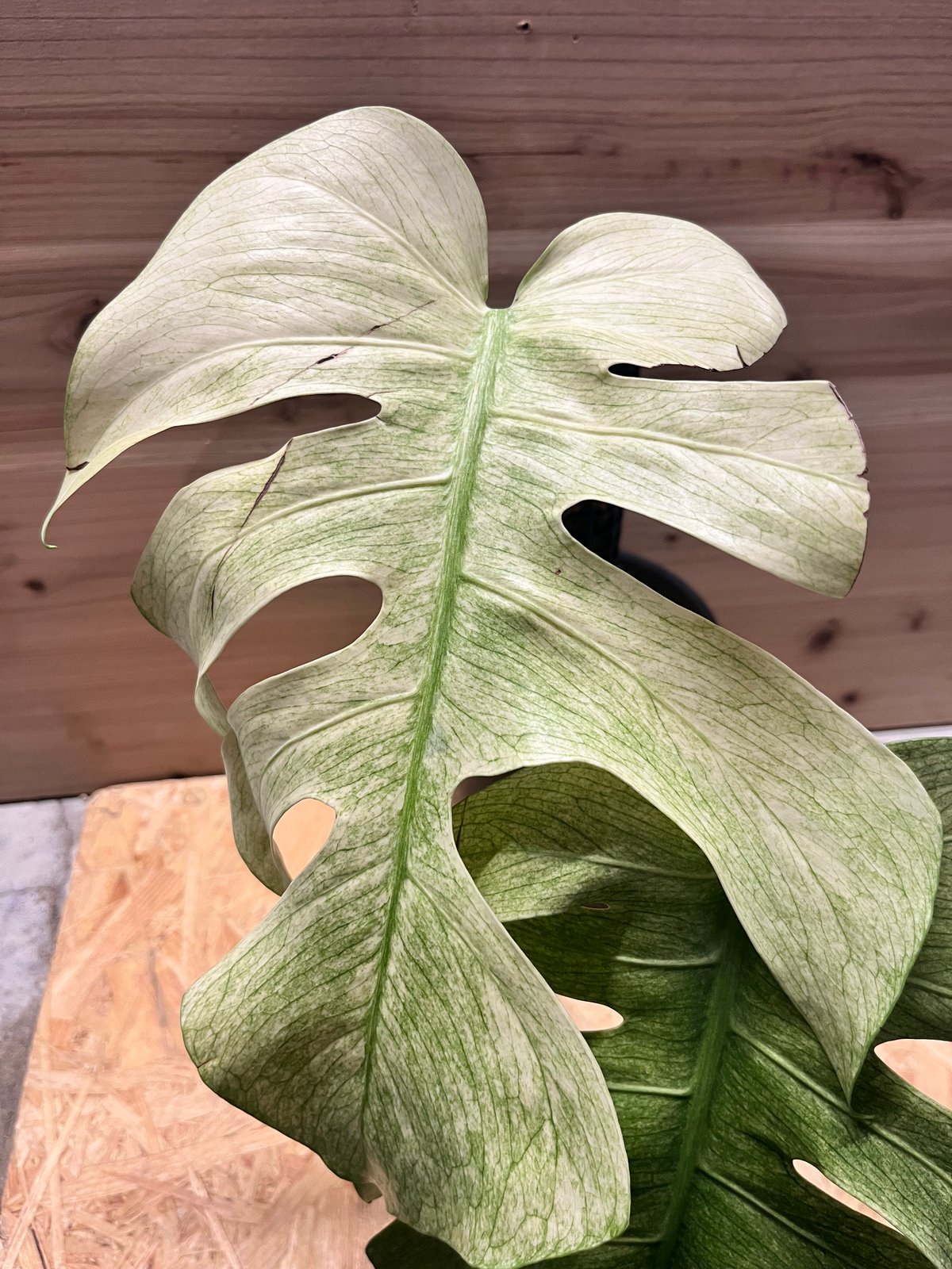 モンステラ フルミント | GREEN LUCK