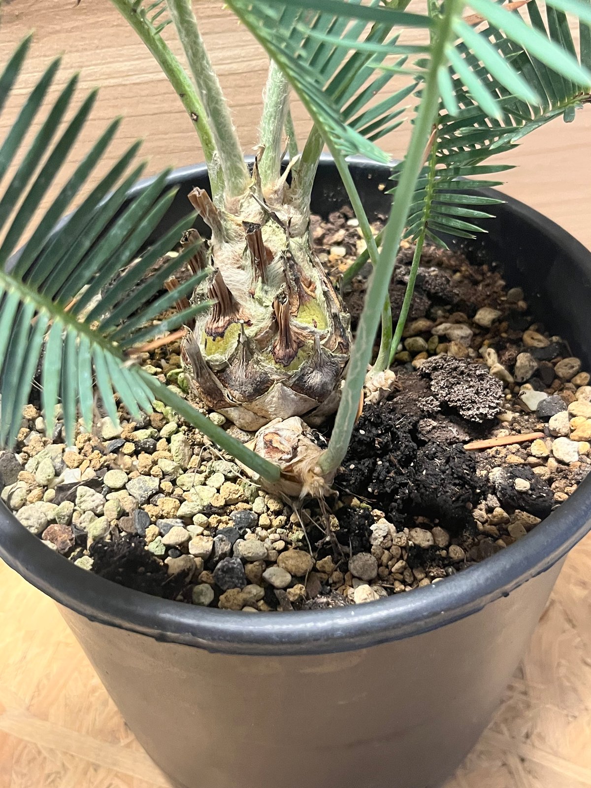 ディオーン エデュレ | GREEN LUCK