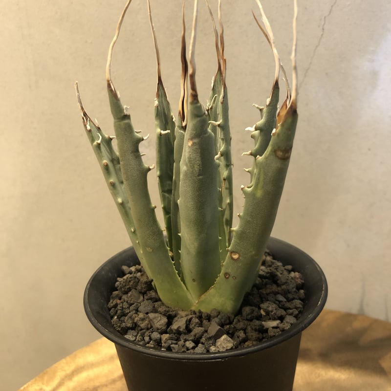 アガベ ユタエンシス エボリスピナ 陽炎 | GREEN LUCK