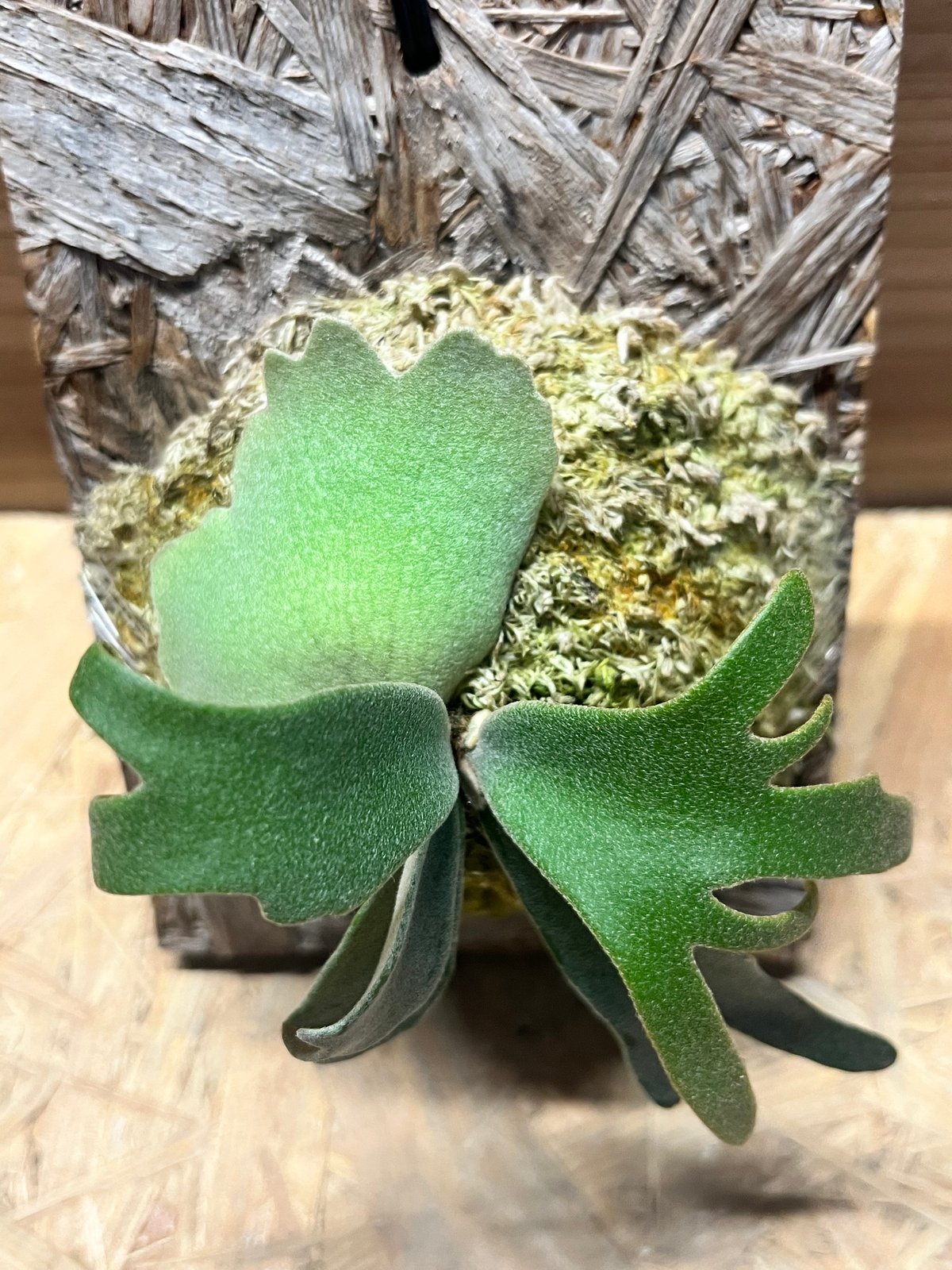 ビカクシダ ウィリンキー 'イエロームーンドワーフ スポア' | GREEN LUCK