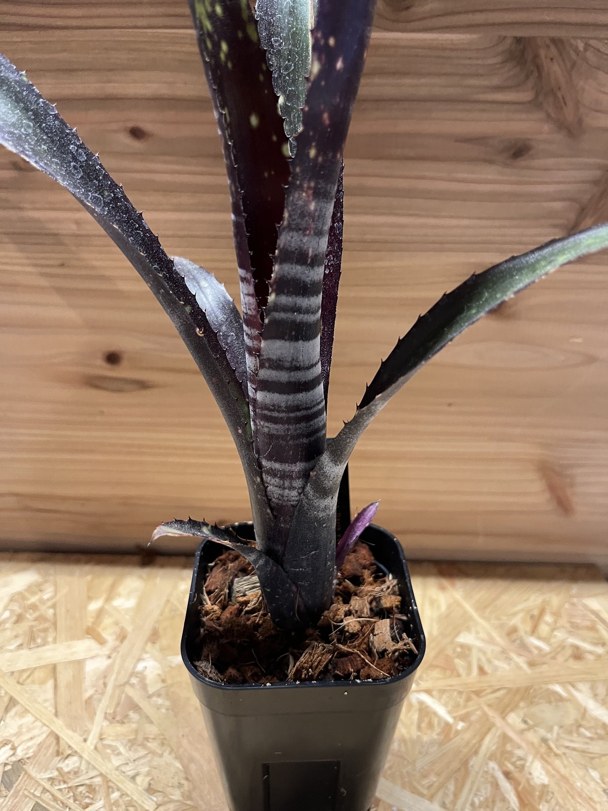 ビルベルギア ダースベイダー | GREEN LUCK