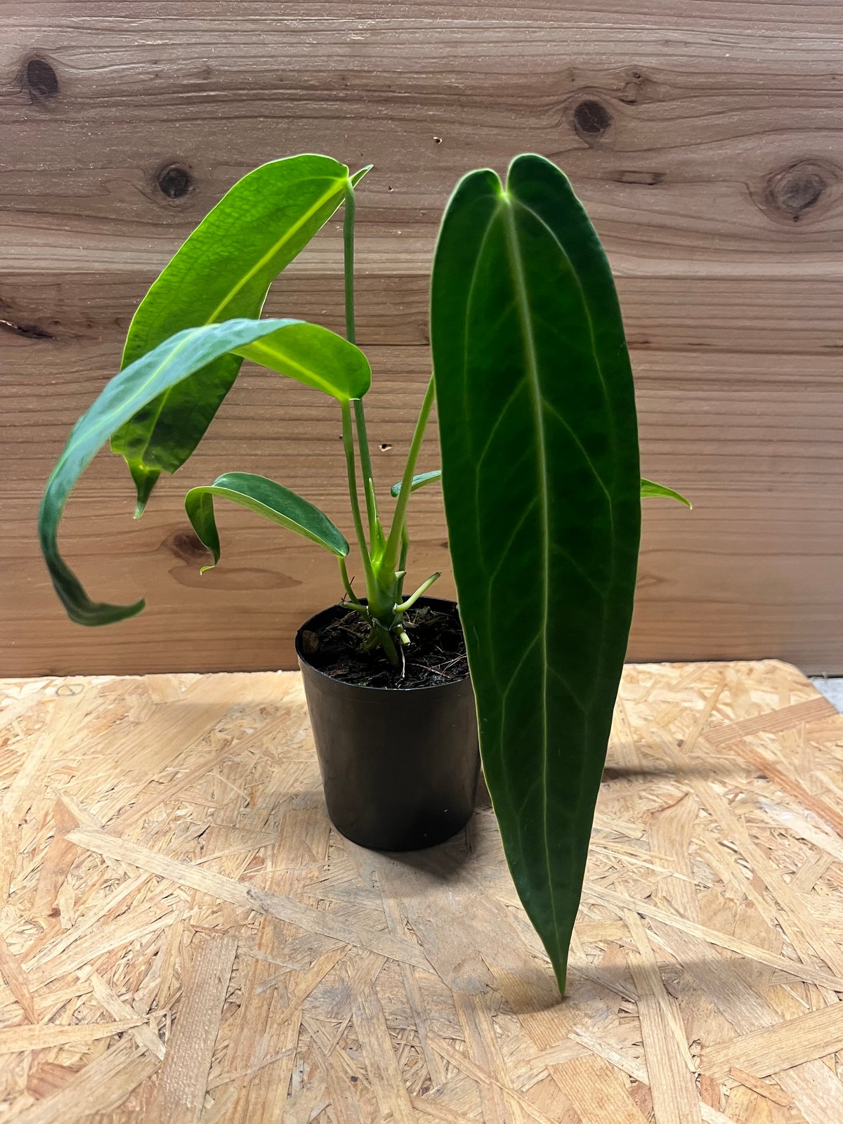 アンスリウム ワロクアナム | GREEN LUCK