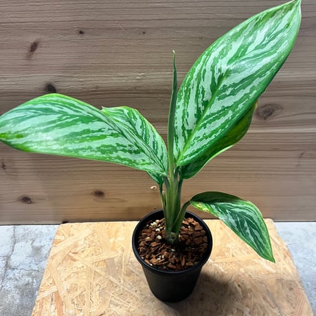 アグラオネマカーティシー | STORES