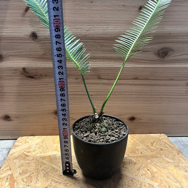 ディオーン エデュレ | GREEN LUCK