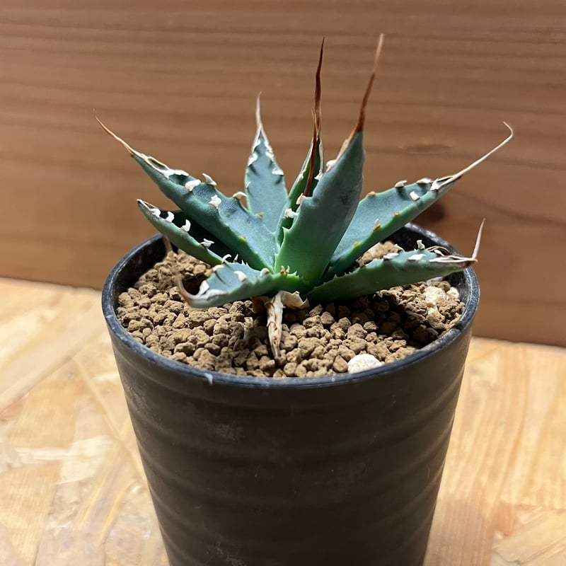 アガベ ユタエンシス エボリスピナ 実生 | GREEN LUCK