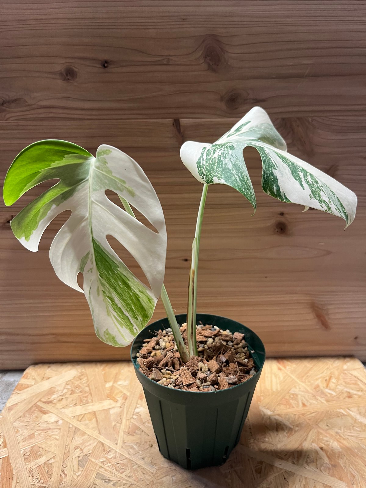 モンステラ斑入り デリシオーサ実生苗 10鉢セット モンステラ 斑入り