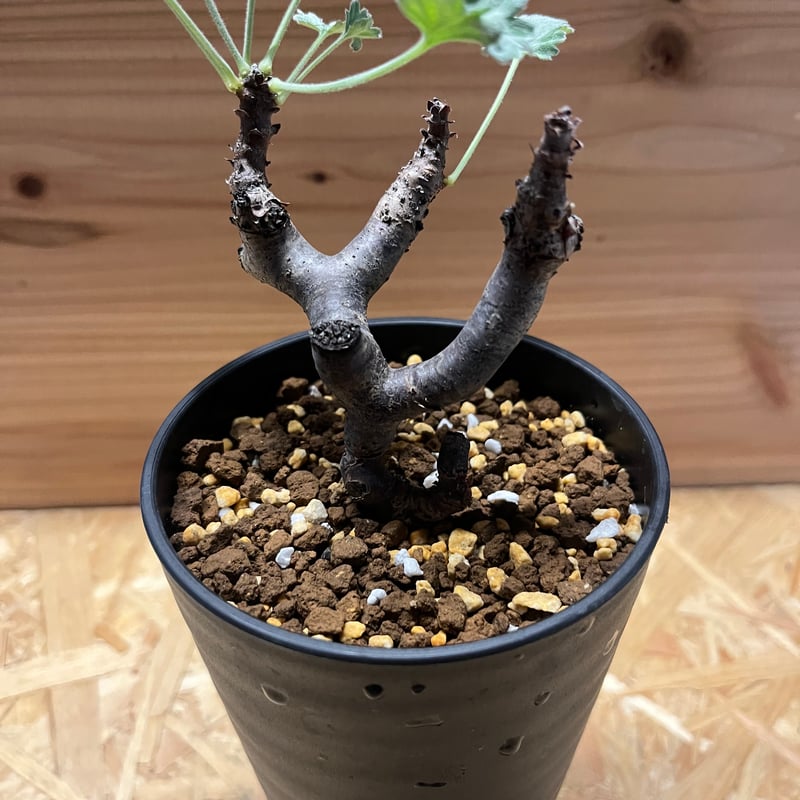 ペラルゴニウム ミラビレ | GREEN LUCK