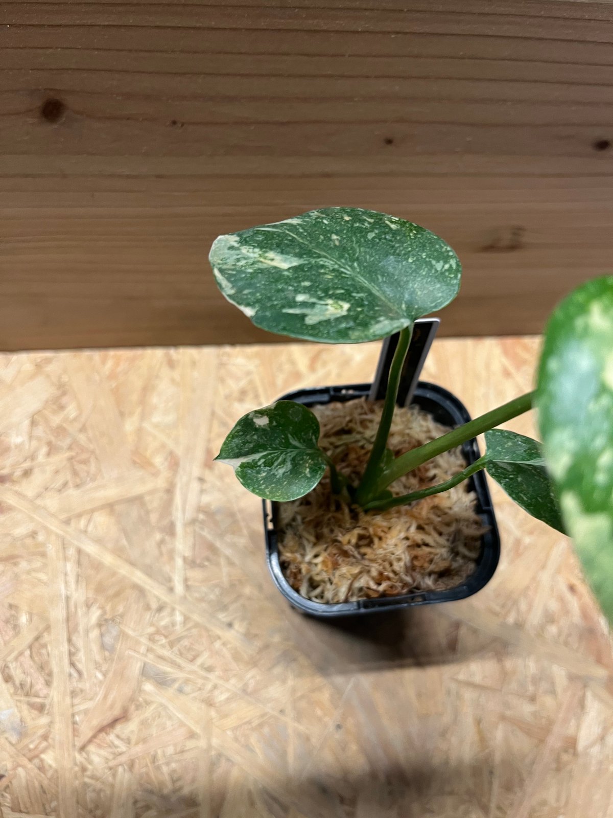 斑入りモンステラ デリシオーサ クリームブリュレ | GREEN LUCK