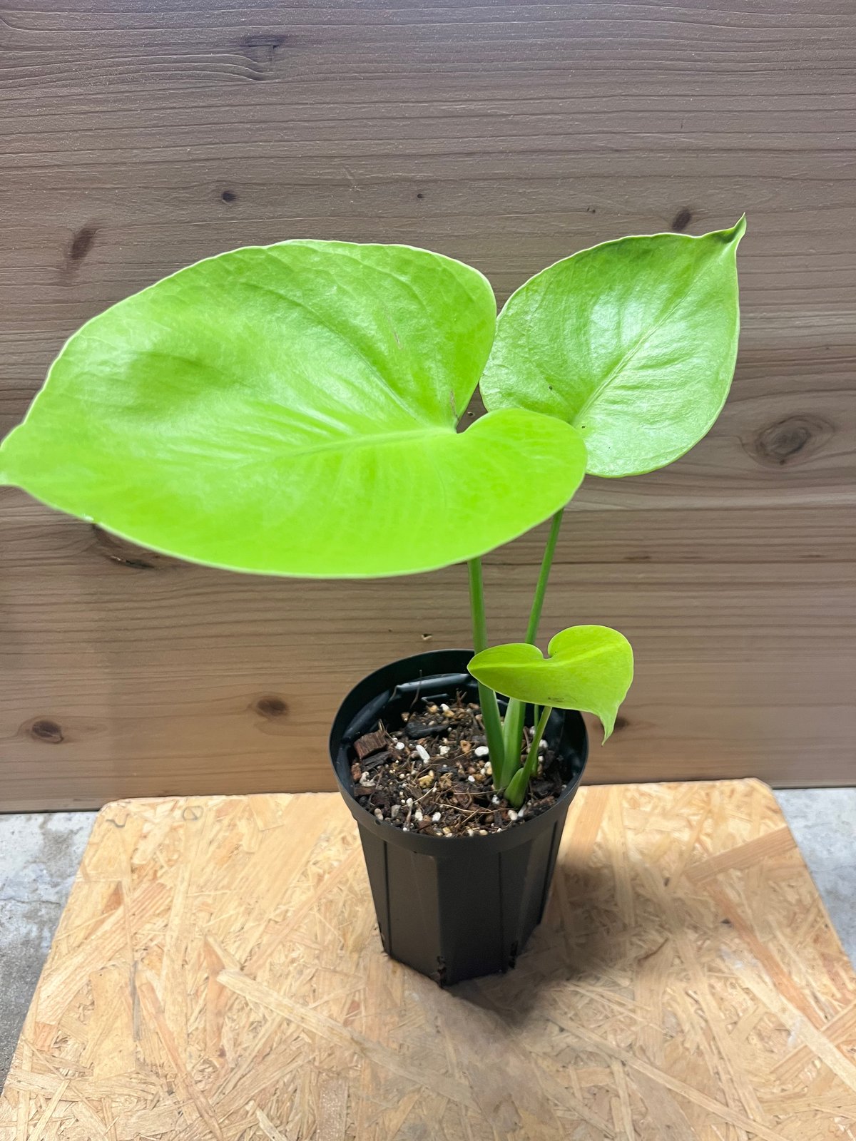 モンステラ デリシオーサ ゴールドリーフ | GREEN LUCK