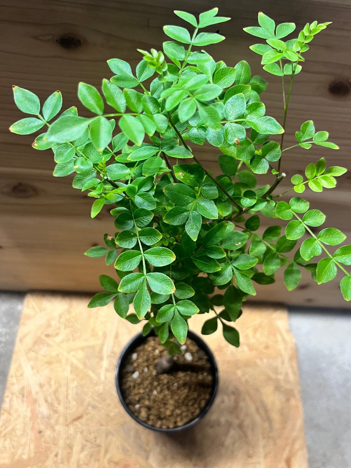 オペルクリカリア ボレアリス | GREEN LUCK