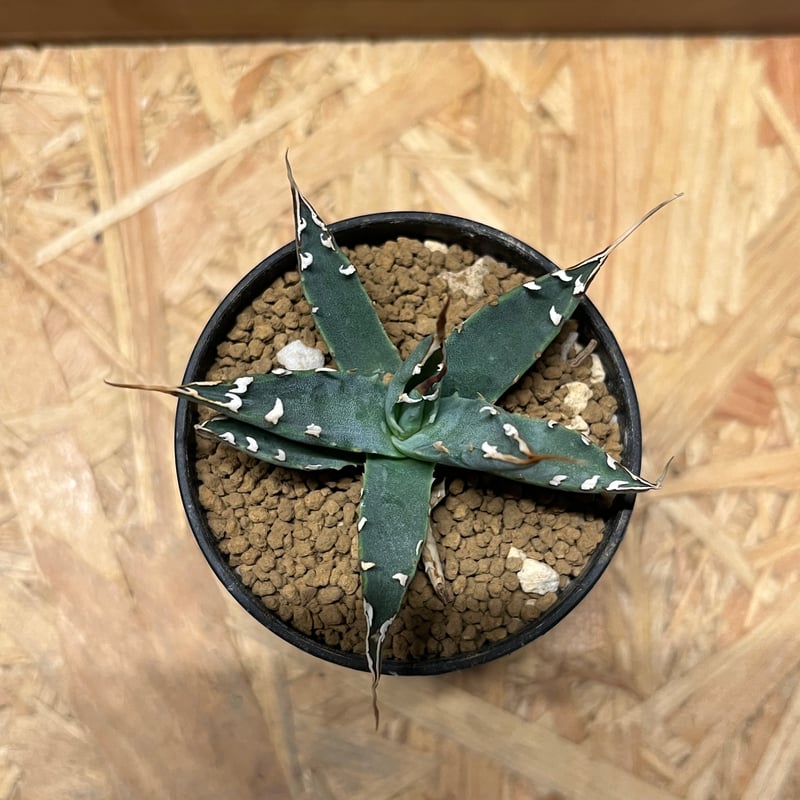 アガベ ユタエンシス エボリスピナ 実生 | GREEN LUCK