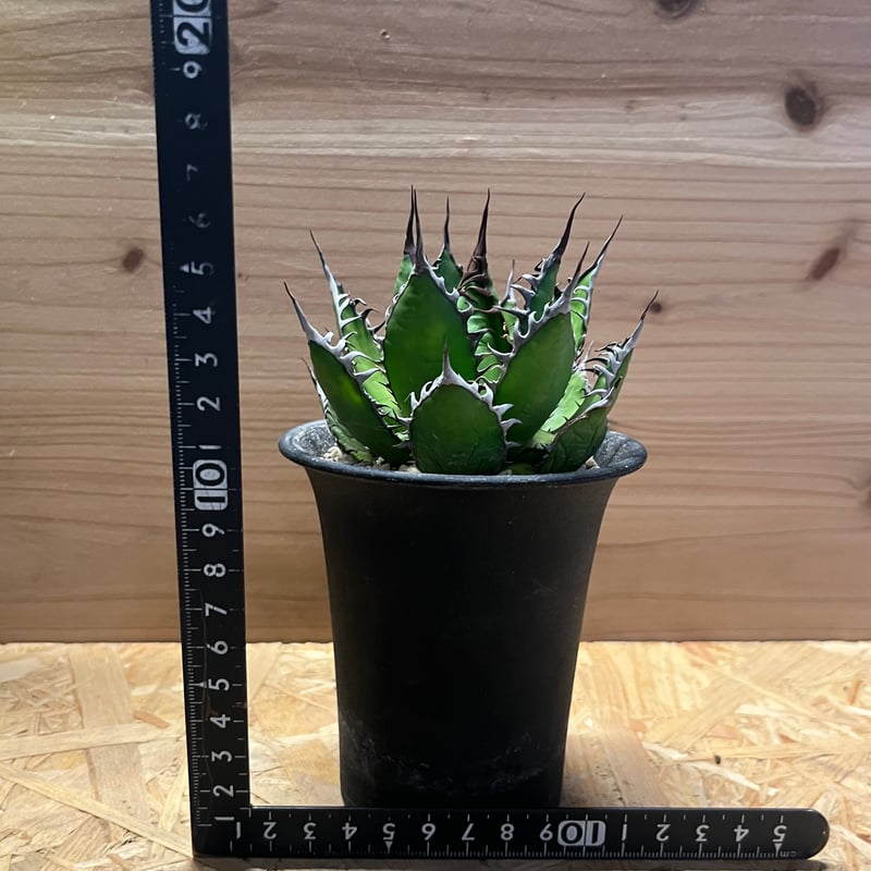 アガベ ホリダ 陽炎タイプ | GREEN LUCK