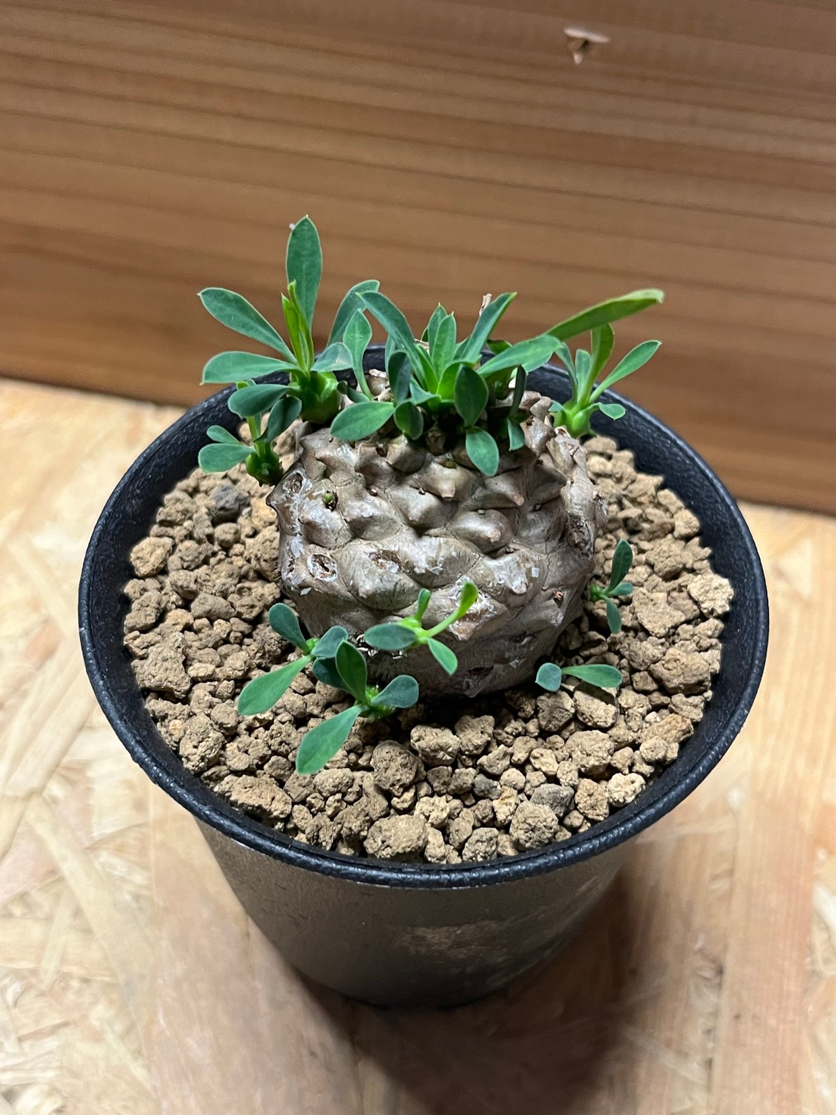 ユーフォルビア 峨眉山 | GREEN LUCK