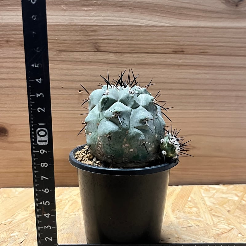 コピアポア シネレア 黒王丸 実生 | GREEN LUCK