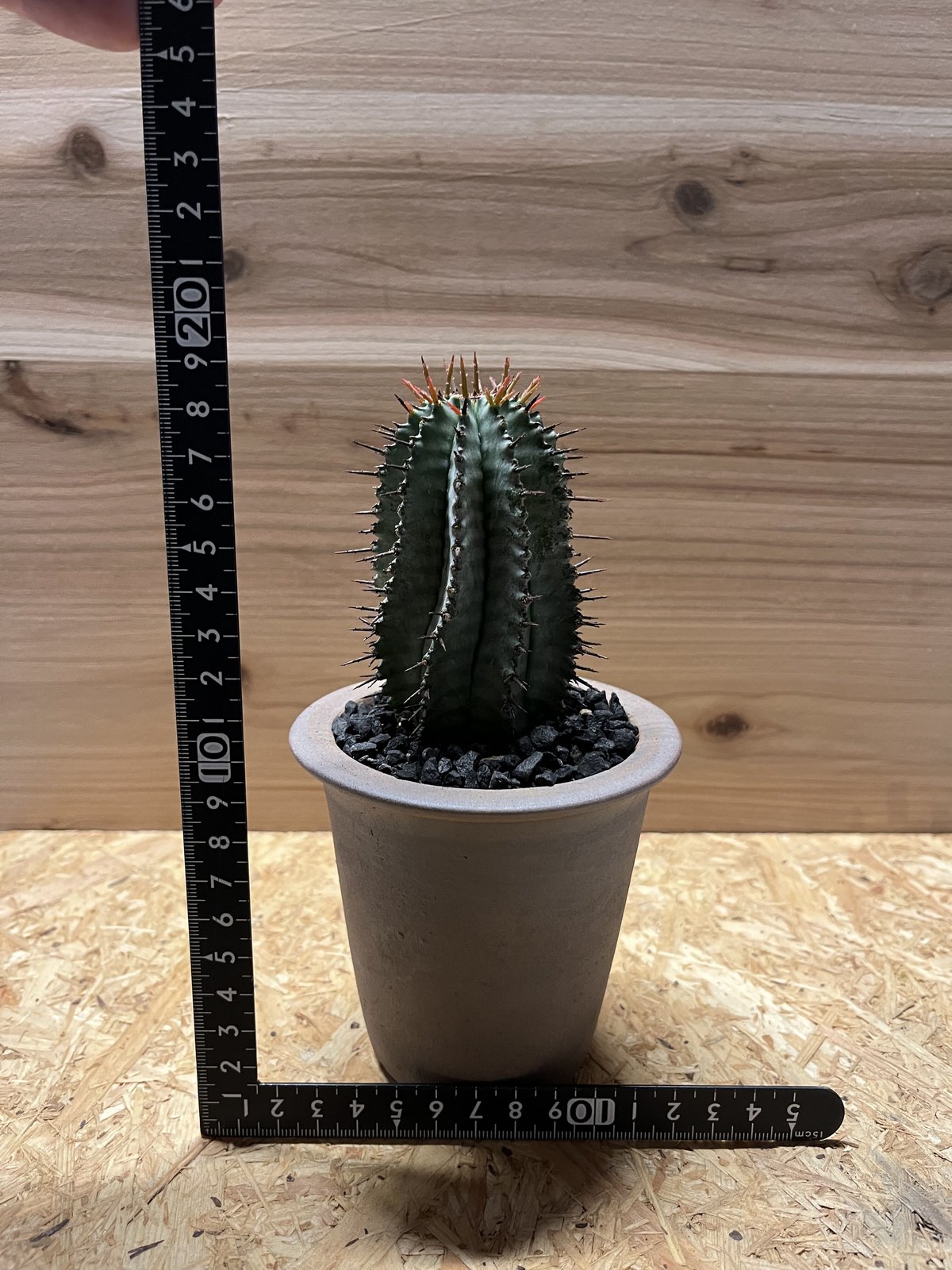 ユーフォルビア ホリダ×伝市鉢 | GREEN LUCK