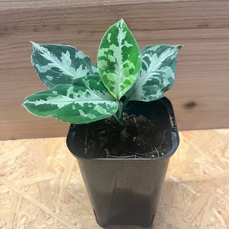 アグラオネマピクタム | STORES