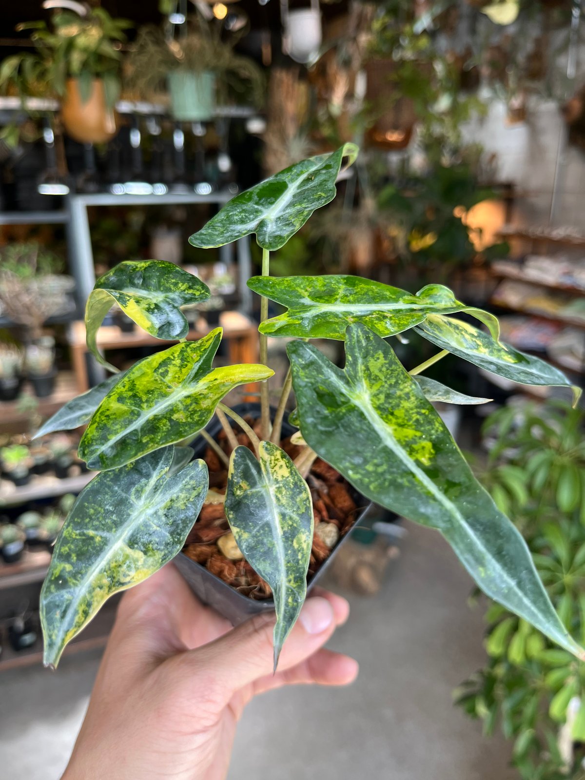 m*o様 11アロカシア マハラニ ゴールド 黄斑入り m*o様 11アロカシア