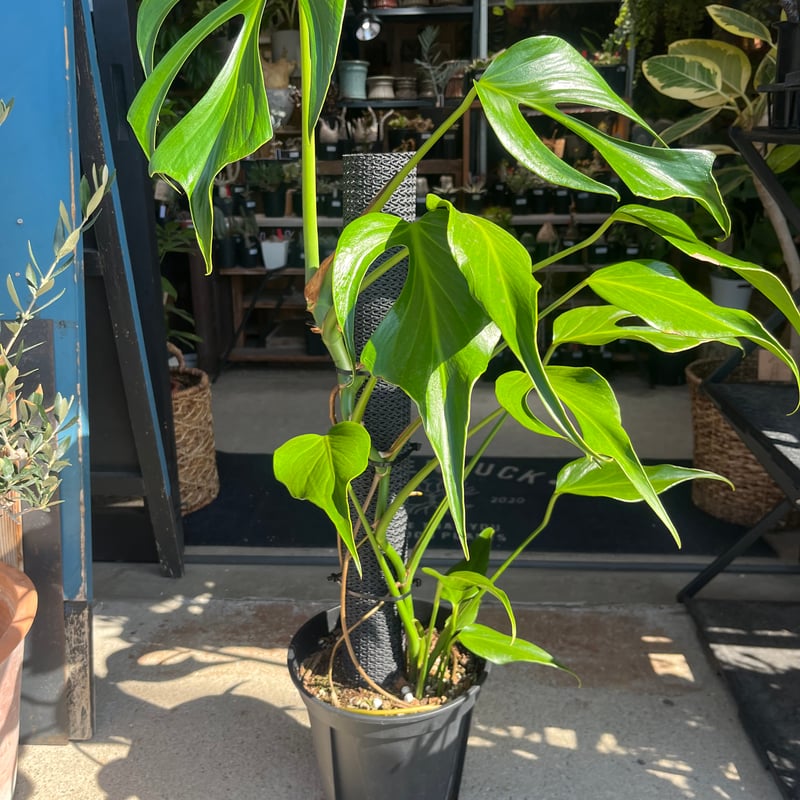 モンステラ バールマルクスフレーム | GREEN LUCK