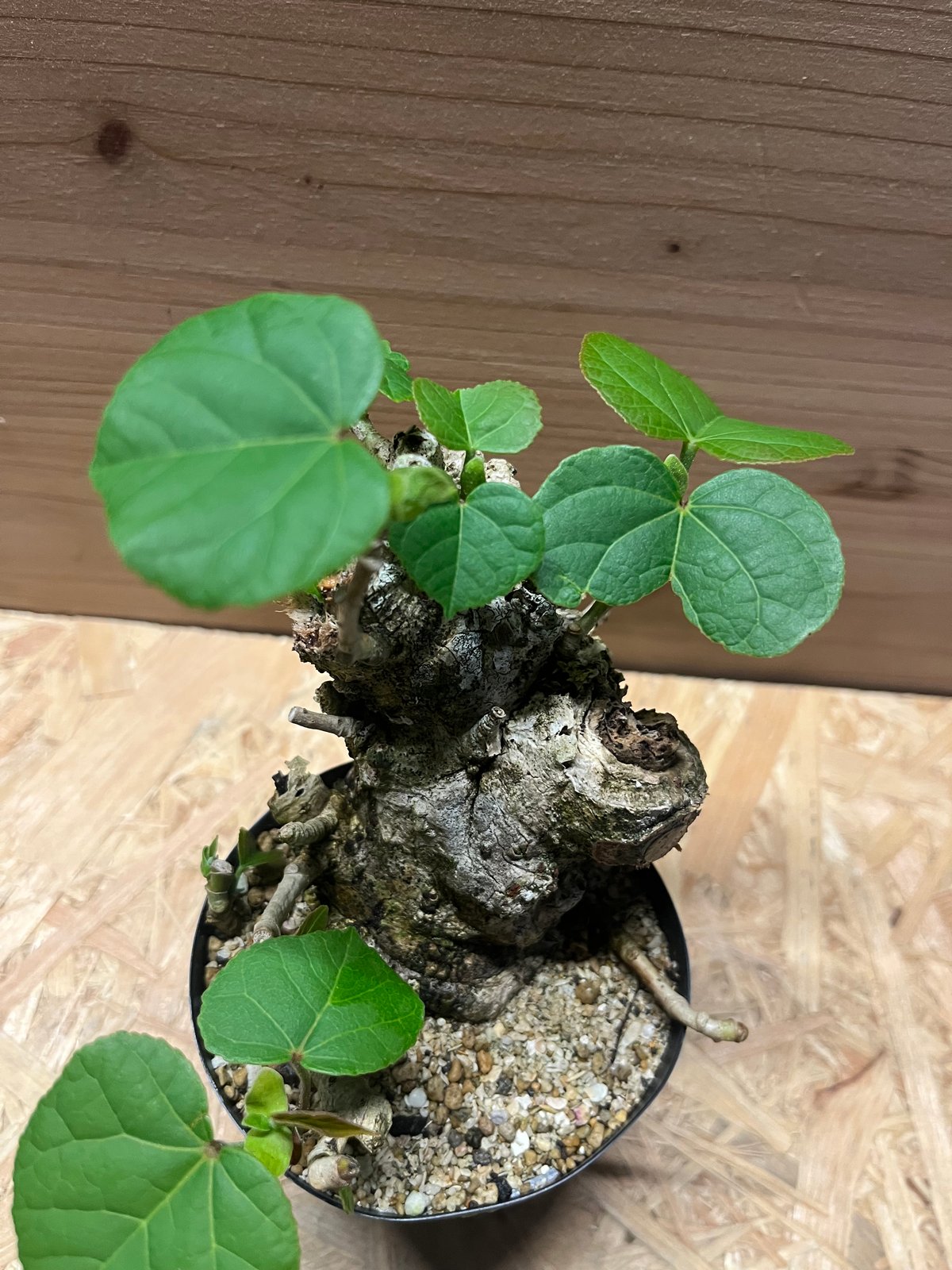 オオハマボウ | GREEN LUCK